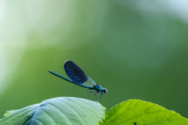 istock A beautyful blue dragonfly on a little branch. 2173091616