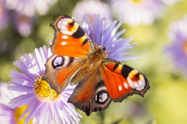 European peacock butterfly Aglais io  Copy space..