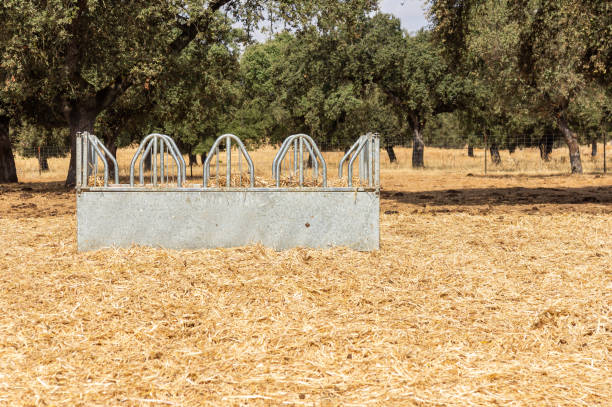 Rural landscape: metal hay feeder for cattle in a dehesa with holm oaks.