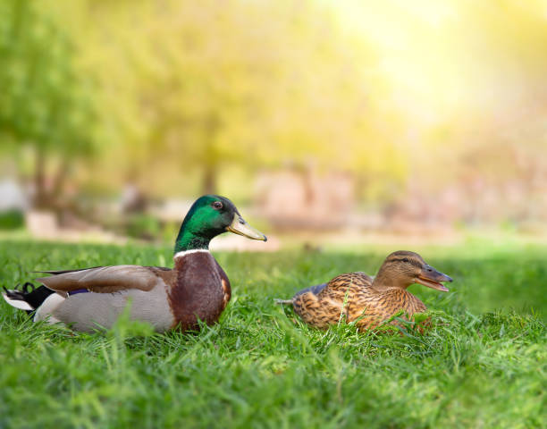 istock Ducks in nature in summer. 2173101850