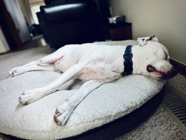 istock American Bulldog sleeping on pet bed_2 2173103309