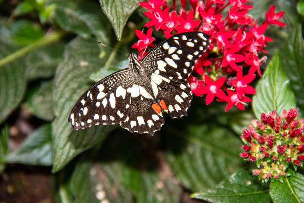 istock Papilio demodocus butterfly, 2173104968