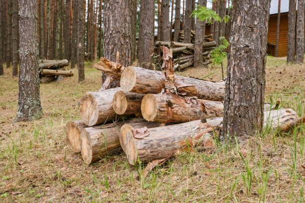 Pile of cut pine tree trunks. Stack of lumber. A large pile of firewood  between pine trees. Rustic weathered wood logs. Selective focus