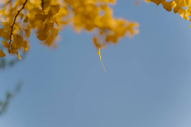 A single yellow leaf is suspended in mid-air against a soft-focus blue background, capturing a serene, transient moment of autumn at Nami Island, Korea.