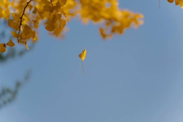 A single yellow leaf is suspended in mid-air against a soft-focus blue background, capturing a serene, transient moment of autumn at Nami Island, Korea.