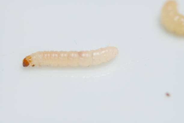maggot on white background in close-up,slow motion