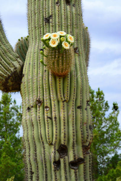 istock Old Blooming Saguaro Cactus Sonora desert Arizona 2173110840