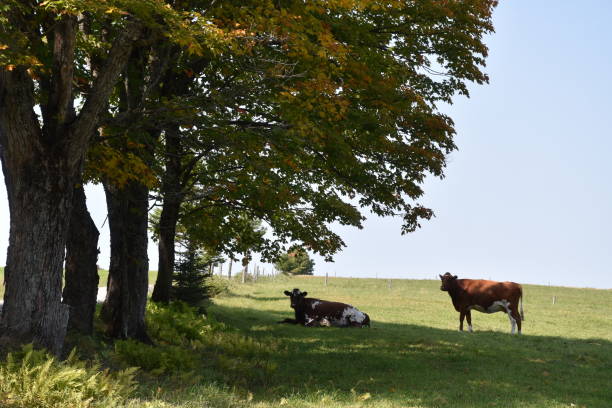 istock A farm in autumn 2173110876