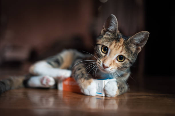 Playful cat lying on floor, holding box with paws. Feline curious expression and relaxed posture, cozy and fun indoor moment. Perfect for themes of pets, play, and home