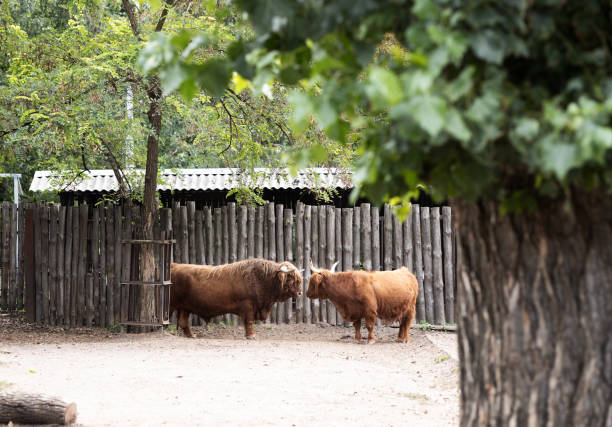 Two Highland cattle stand close together in outdoor area, surrounded by trees and rustic wooden fence