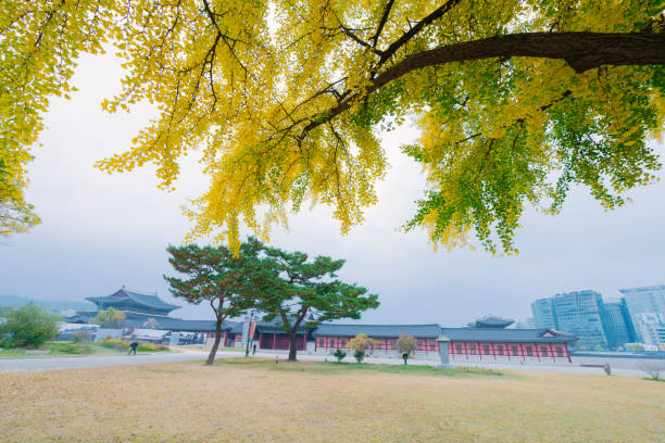 a vibrant yellow tree standing out against a muted background in an urban setting, its branches full of lush, golden leaves signifying the arrival of autumn