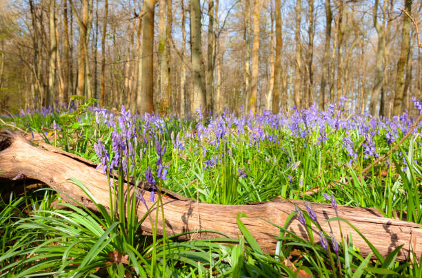 Springtime has arrived in an English beechwood, and with it a display of beautiful bluebells.