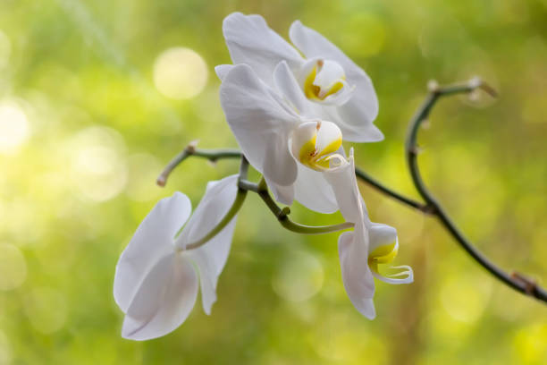 White orchid flowers on a windowsill with bokeh
