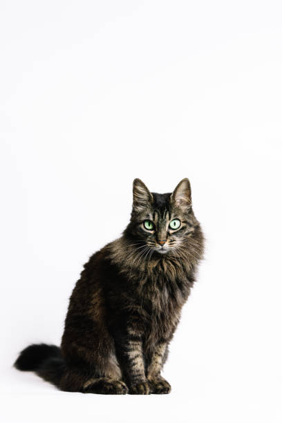 istock Vertical photo elegant tabby cat with mesmerizing green eyes on white background. Animals concept. 2173116910