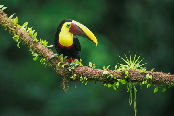 istock Yellow-throated toucan 2173117489