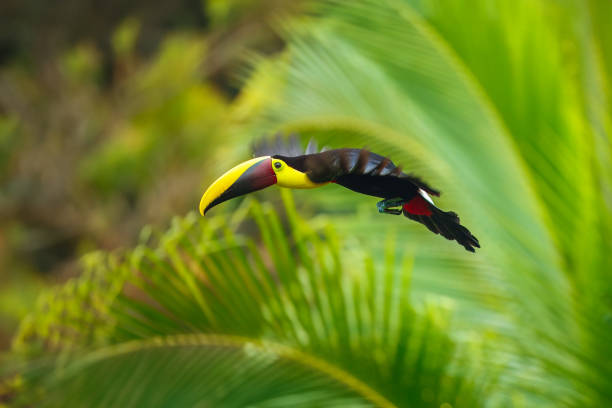 istock Yellow-throated toucan 2173118062