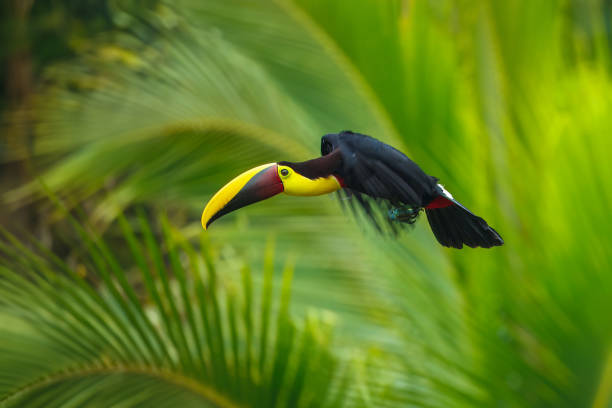 istock Yellow-throated toucan 2173118087