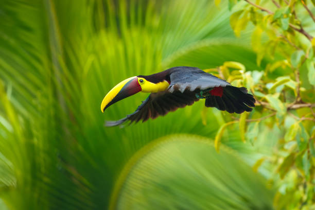 istock Yellow-throated toucan 2173118109