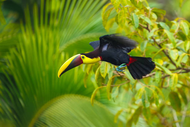 istock Yellow-throated toucan 2173118112