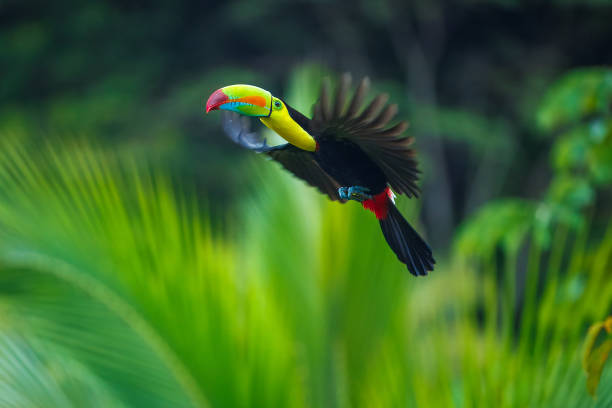 istock Keel-billed toucan 2173118223