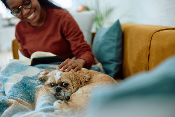 istock Cute dog relaxing with his owner on the sofa and looking at camera. 2173118725