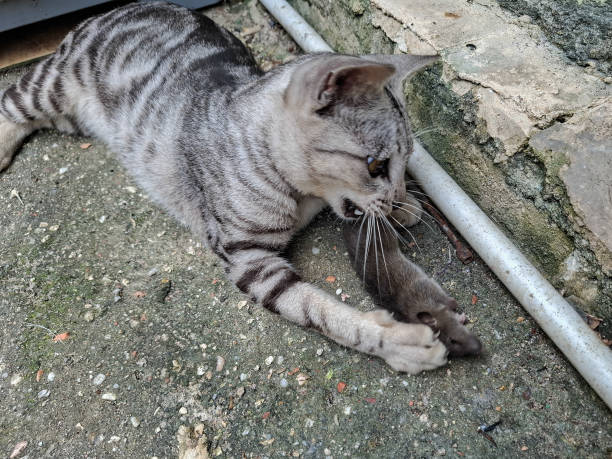 istock a gray domestic cat is catching a mouse 2173119175