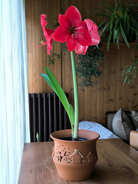 istock pink blooming amaryllis in flower pot 2173120803