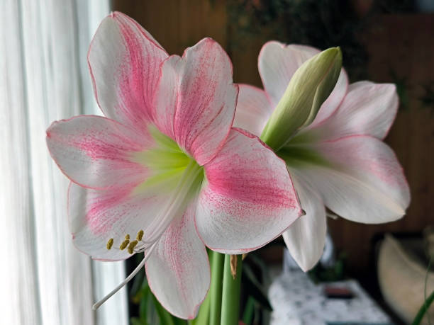 istock pink blooming amaryllis in flower pot 2173120866
