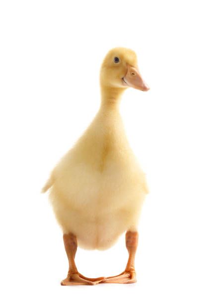 Funny, cute little duckling stands on a white background. Domestic bird.