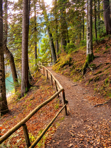 istock fir trees near trail between hillsides and conifer forest 2173120965