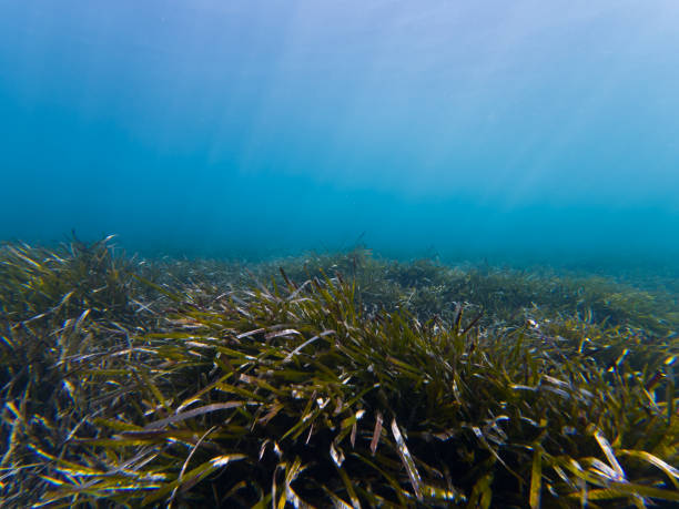 istock Algae on the seabed in the Mediterranean Sea, daylight breaks into the clear water. 2173121682