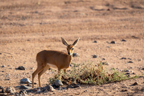 A small, alert steenbok stood in the desert looking at the camera