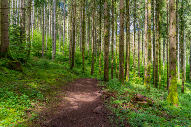 Forest scenery around Saulxures, a commune in the Bas-Rhin department in Grand Est in north-eastern France
