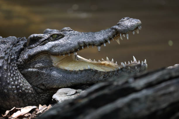 istock Close up crocodile is action show head in garden 2173130349