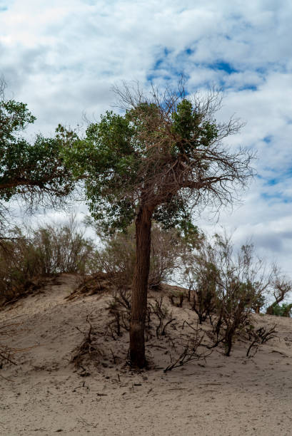 istock Populus euphratica in Ejina National Nature Reserve 2173131817