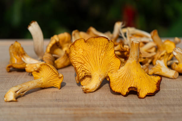 istock Chanterelles Mushrooms on Different backgrounds. Chanterelles on cutting board. Finding Chanterelles in a Forest. Foraging for Chantarelles. 2173140394