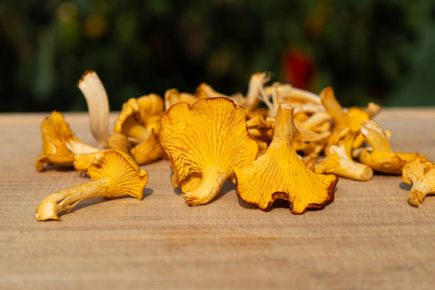 istock Chanterelles Mushrooms on Different backgrounds. Chanterelles on cutting board. Finding Chanterelles in a Forest. Foraging for Chantarelles. 2173140396