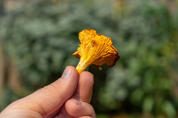istock Chanterelles Mushrooms on Different backgrounds. Chanterelles on cutting board. Finding Chanterelles in a Forest. Foraging for Chantarelles. 2173140417