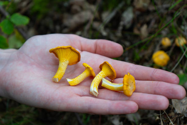 istock Chanterelles Mushrooms on Different backgrounds. Chanterelles on cutting board. Finding Chanterelles in a Forest. Foraging for Chantarelles. 2173140437