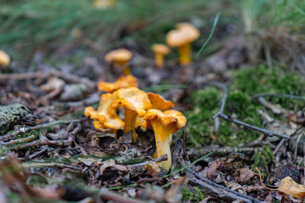istock Chanterelles Mushrooms on Different backgrounds. Chanterelles on cutting board. Finding Chanterelles in a Forest. Foraging for Chantarelles. 2173140461