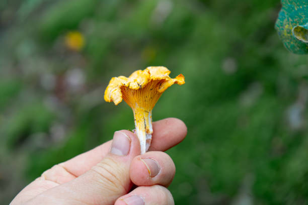 istock Chanterelles Mushrooms on Different backgrounds. Chanterelles on cutting board. Finding Chanterelles in a Forest. Foraging for Chantarelles. 2173140480