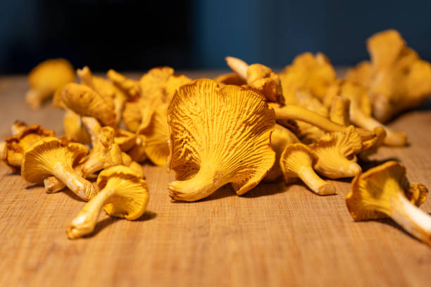 istock Chanterelles Mushrooms on Different backgrounds. Chanterelles on cutting board. Finding Chanterelles in a Forest. Foraging for Chantarelles. 2173140502