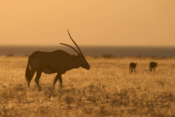 istock Group of Gemsbok at sunrise 2173141347
