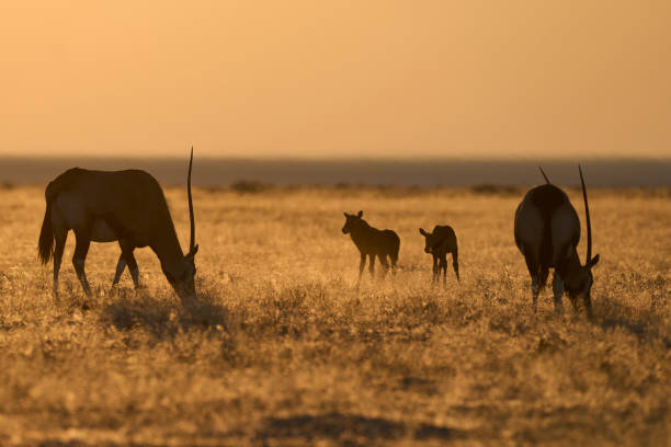 Group of Gemsbok (Oryx gazella) with young grazing on a plain at sunrise in Etosha National Park, Namibia