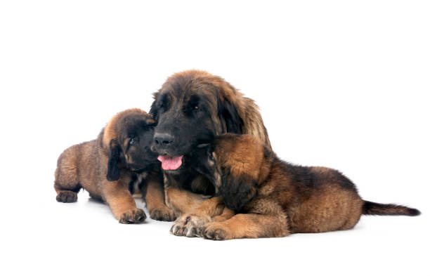 istock puppies Leonberger and mother in studio 2173142291