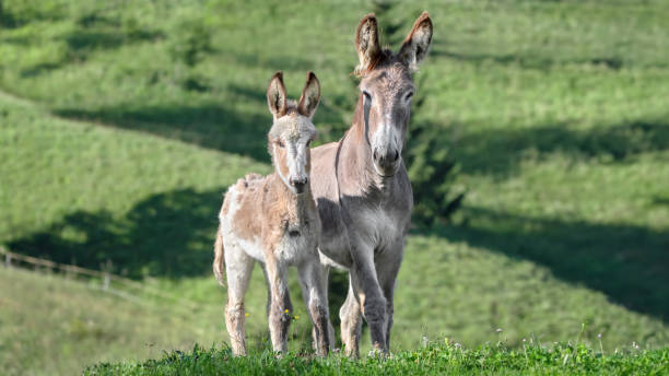 istock Baby Donkey Posing Together With Its Mother 2173142551