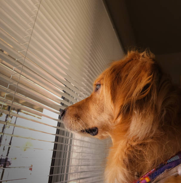 istock Golden retriever looking out window 2173143911