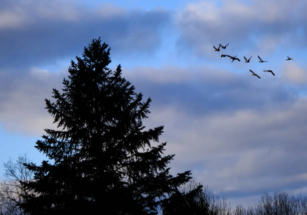 Flock of Canada Geese on an icy river bank taking flight as snow begins to fall.