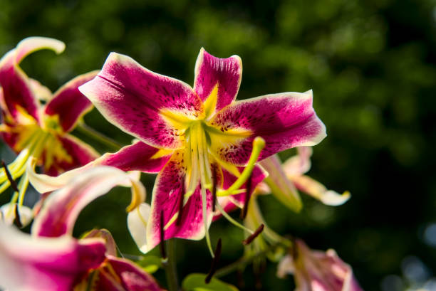 Close up of Bouquet of Lilies