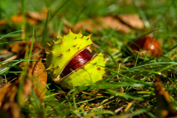 Chestnut in spiky shell on autumn ground with leaves.